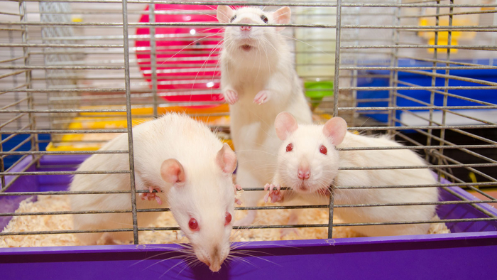 3 rats in a cage