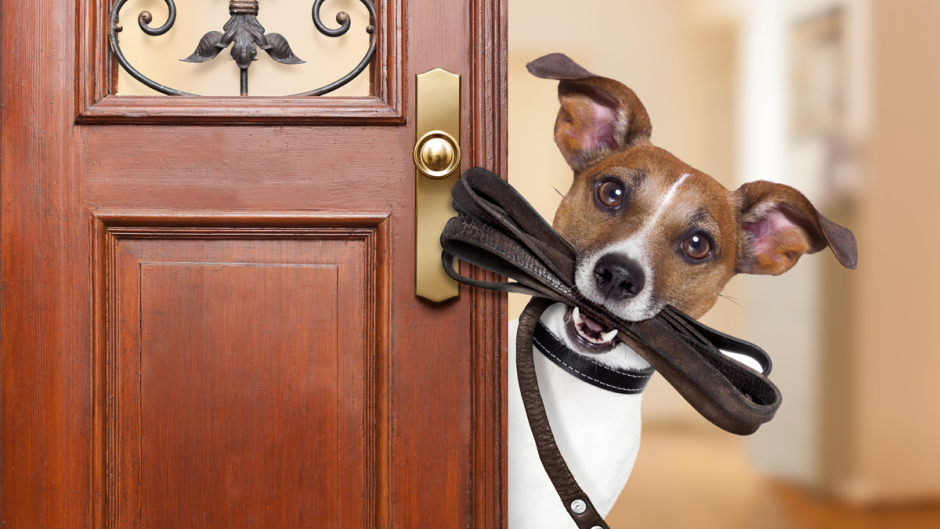 A dog holding a leash looking around an open front door