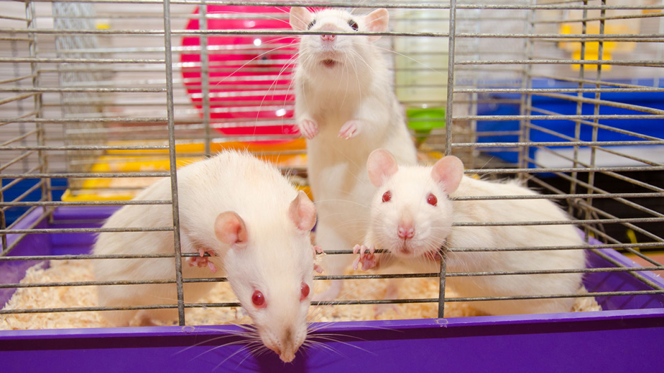 3 rats in a cage